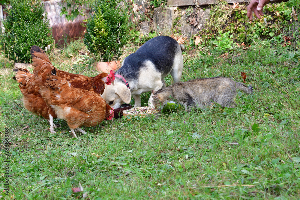 Domestic chicken with dog and cat eating on the grass on field