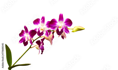 Purple orchid flower isolated on white background.