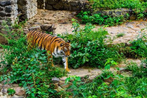 Big striped tiger (Panthera tigris) walking among the green vegetation