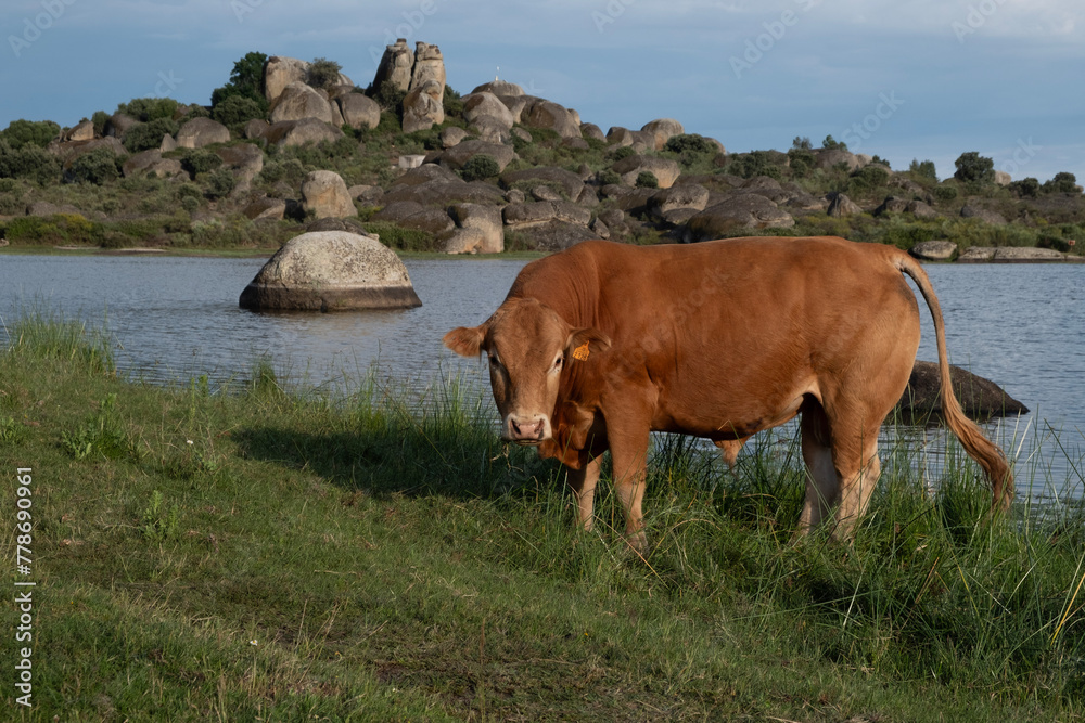 Malpartida Cáceres, vaca pastando en libertad, al fondo las rocas y el lago Malpartida Cáceres, vaca pastando en libertad, al fondo las rocas y el lago