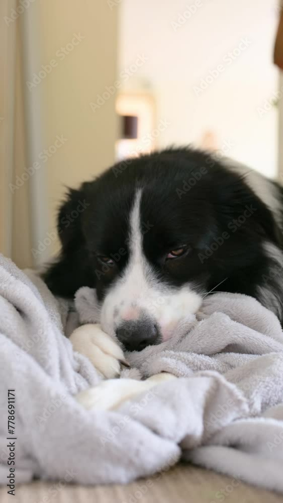 Dog kneading, chewing grey blanket. Border Collie puppy nibbles and sucks soft fluffy grey bedding. Dog kneading, chewing grey blanket. Border Collie puppy nibbles and sucks soft fluffy grey bedding.