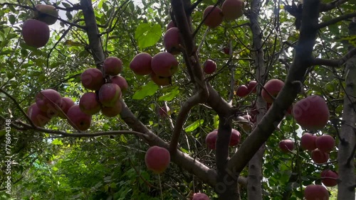 Red apples on a tree. Autumn day. Rural garden, Fruits healthy. photo