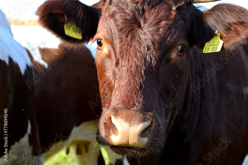Kühe, Rinder,  Pinzgauer  auf der Weide photo