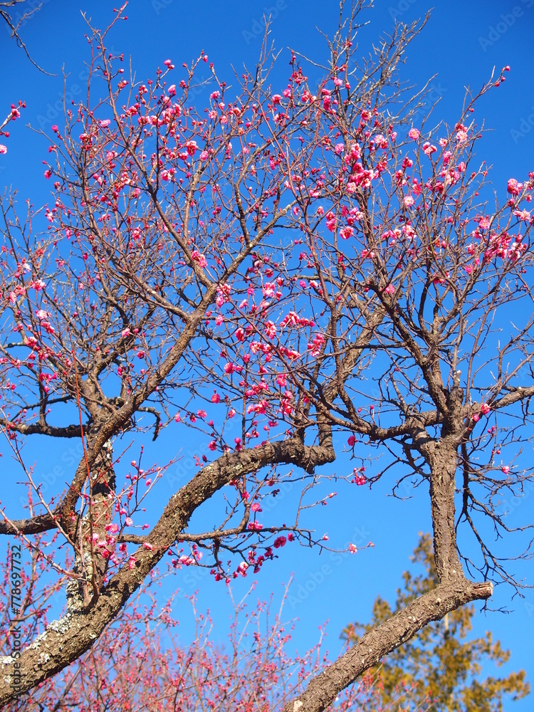 早春に咲く紅梅と青空