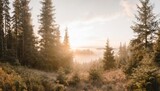 panorama of sunny and foggy spruce forest with thick undergrowth