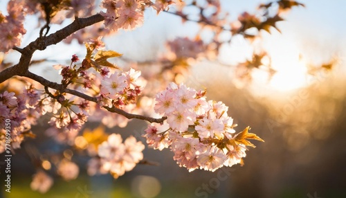 many bright pink blossoms on a tree branch illuminated by soft sunlight