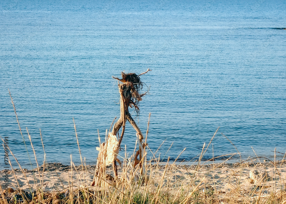 Albero morto abbandonato in riva al mare