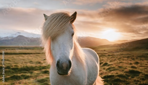 white icelandic horse with the most beautiful mane as if it had just been styled