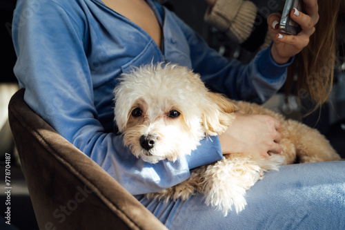 Maltipoo dog lies in the bride's arms during wedding preparations