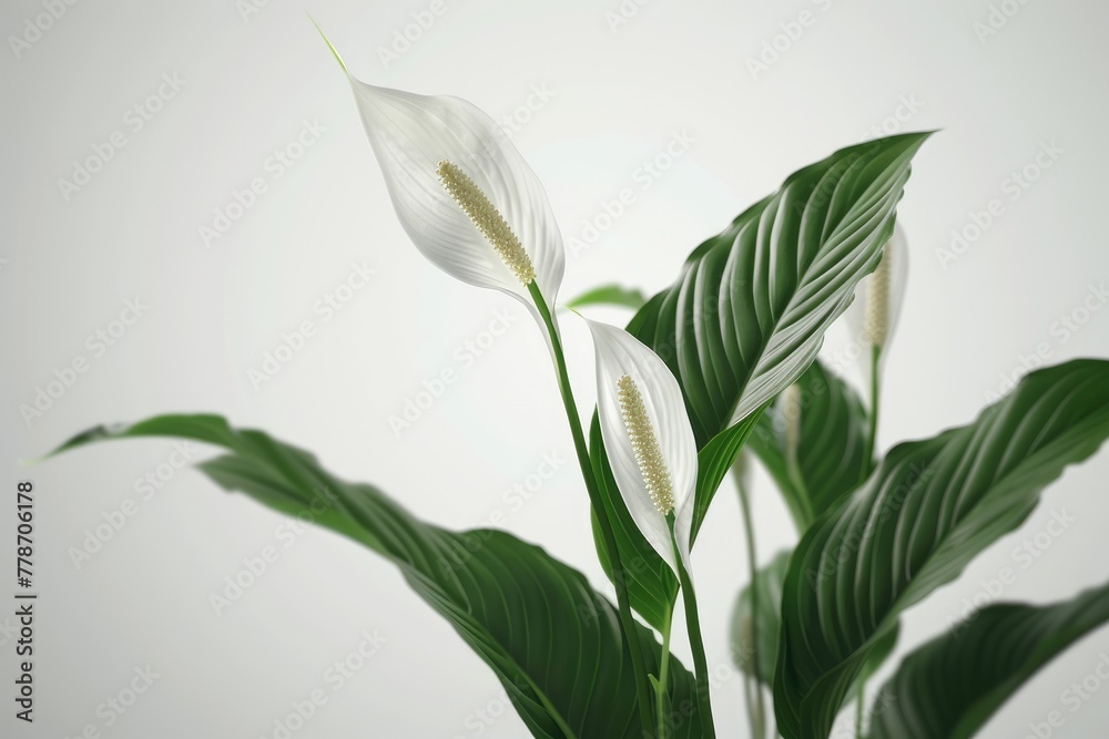 Obraz premium Spathiphyllum flower or Peace lily with white petals and white leaves