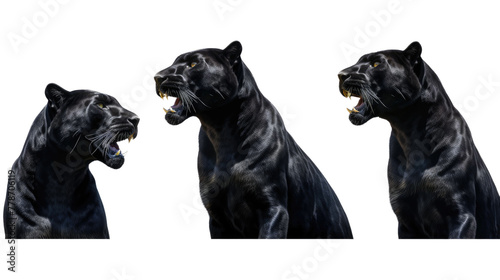 Black panther  many angles and view portrait side back head shot isolated on transparent background