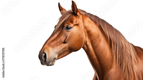 Brown horse  many angles and view portrait side back head shot isolated on transparent background
