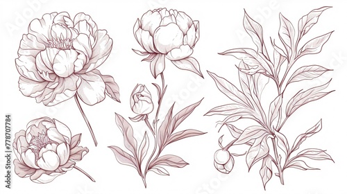 Collection of high-end peony blossoms and emblem. Fashionable plant features. Hand-drawn foliage stems and blossoming. Sophisticated natural blooms for wedding invites and save the date cards. 