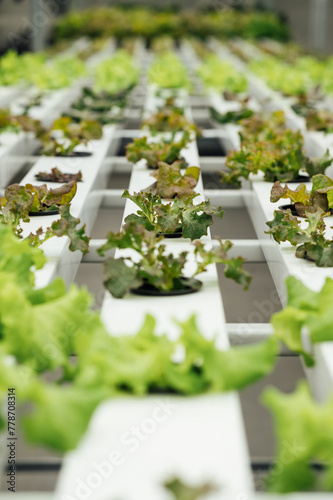 Hydroponics System growing vegetables, Salad in a garden in Ukraine.