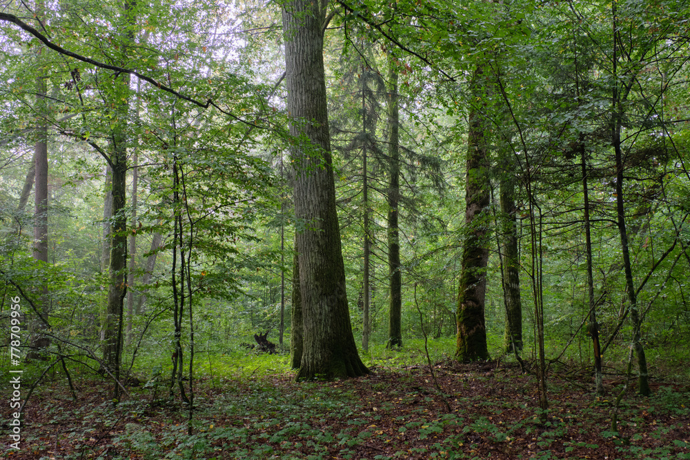 Obraz premium Deciduous stand with hornbeams and oaks