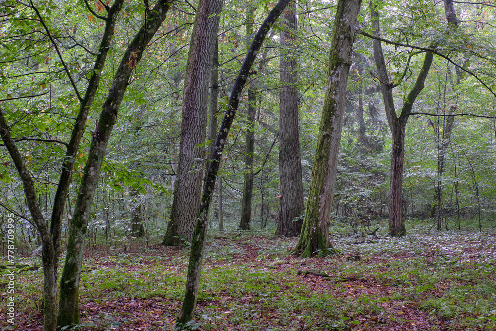 Deciduous stand with hornbeams and oaks Deciduous stand with hornbeams and oaks