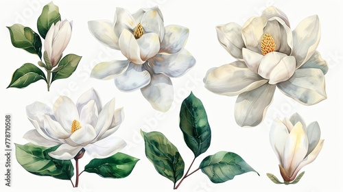 Watercolor magnolia clipart with large white petals and green leaves.