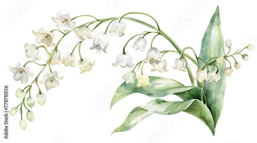 Watercolor lily of the valley clipart with small white bell-shaped flowers.