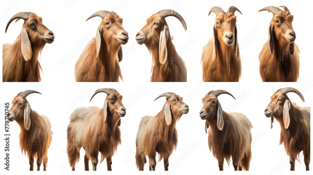 Goat, many angles and view portrait side back head shot isolated on transparent background