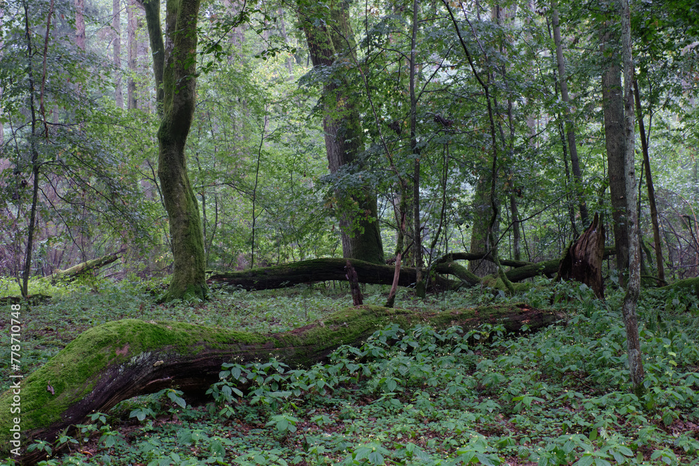 Fototapeta premium Deciduous stand with hornbeams and oaks