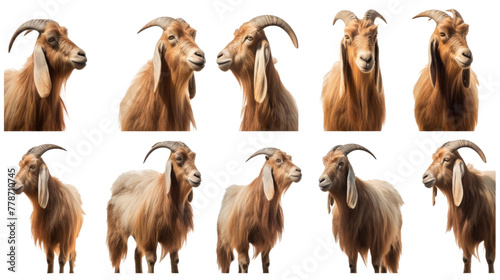 Goat  many angles and view portrait side back head shot isolated on transparent background