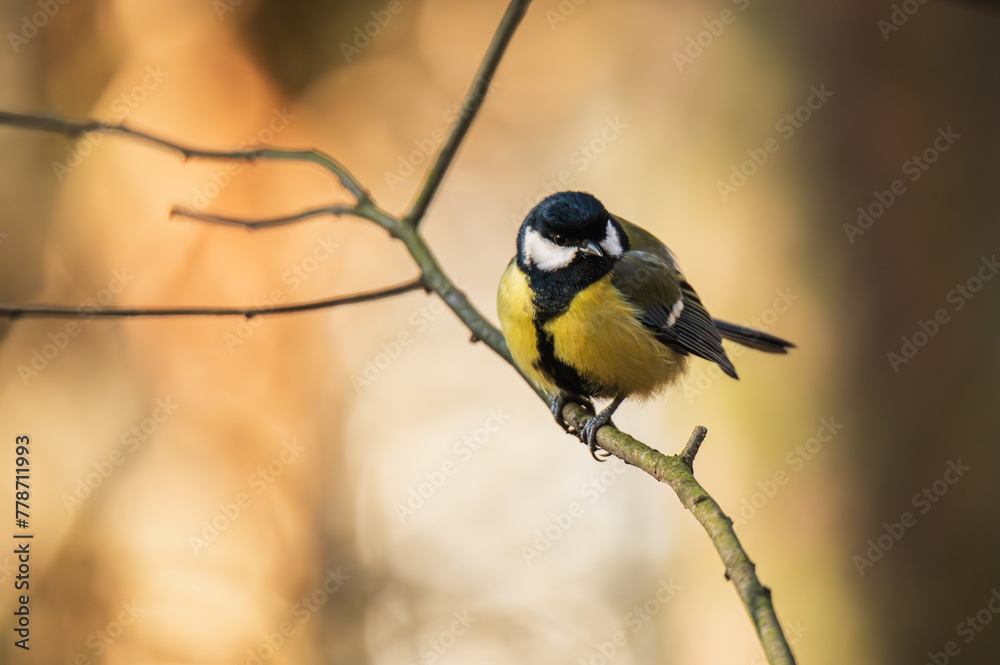 Naklejka premium Bogatka