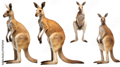kangaroo, many angles and view portrait side back head shot isolated on transparent background  © Creative Canvas