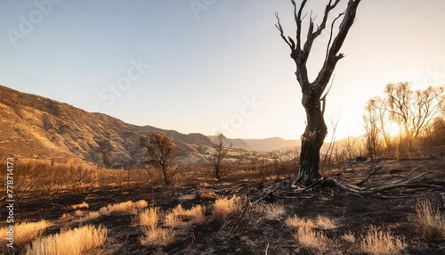 devastated scorched earth in the valley burnt trees burnt vegetation and grass dead landscape with the remains of large tree intense atmosphere burned charred fire photo