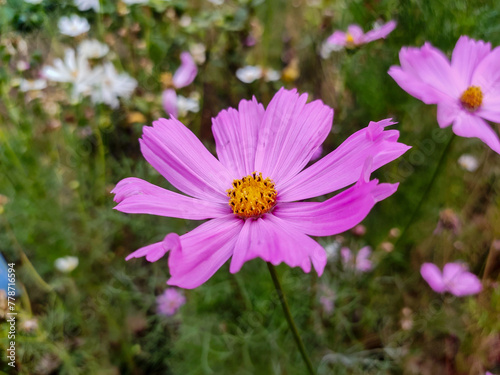 A Cosmos bipinnatus flower blooms gracefully amidst the vibrant foliage of a garden, adding a splash of color and charm to the landscape.