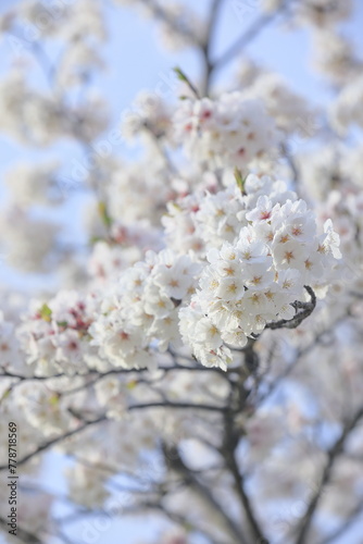 日本の桜 © aki_insta212