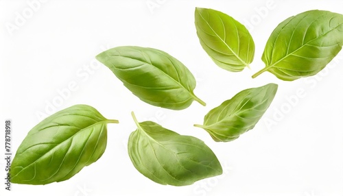 fresh green organic basil leaves flying isolated on white background with clipping path food levitation concept pattern ingredient spice for cooking creative layout with basil