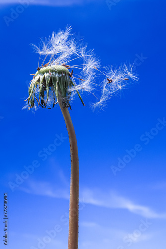 Fototapeta Naklejka Na Ścianę i Meble -  Taraxacum dandelion flower petals color white red