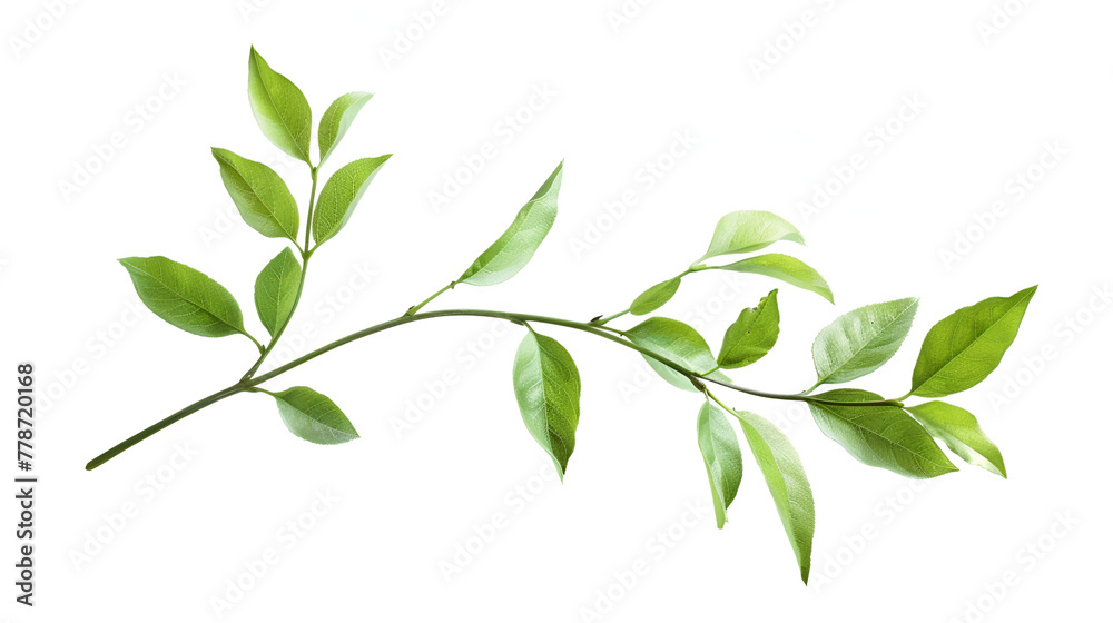 Green leaves on a white background ,Branch of tree with green leaves on it's branches ,Illustration of branch and green leaves , Spring or summer stylized foliage