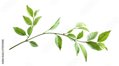 Green leaves on a white background ,Branch of tree with green leaves on it's branches ,Illustration of branch and green leaves , Spring or summer stylized foliage