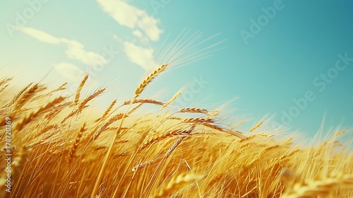 A field of golden wheat swaying in the wind under a clear blue sky