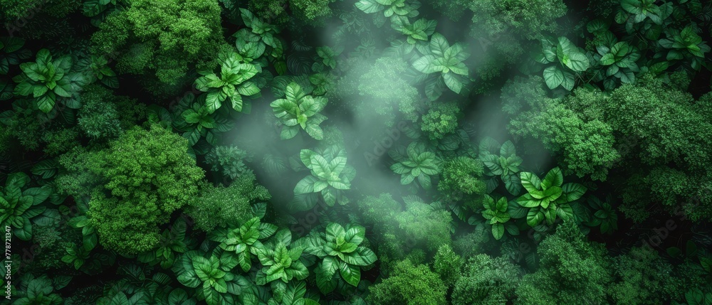 a lush green forest filled with lots of leafy green plants and mist rising from the top of the trees.