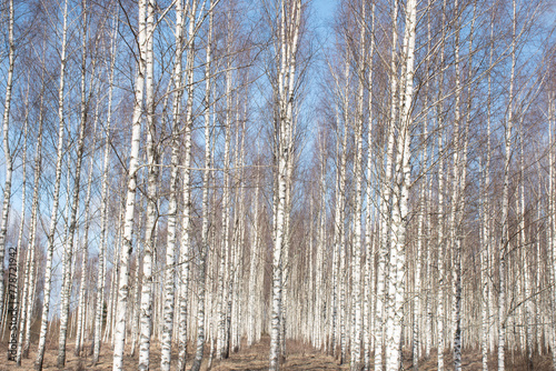 spring landscape with white birch trunks, trees without leaves in spring