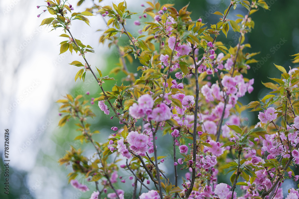 Japanese cherry (Prunus Serrulata) in bloosom. Spectacular, pink, fine flowers in the springtime. Green, fresh, new leaves. Nature coming to life. Blurred background. Silesian Park, Chorzow, Poland.