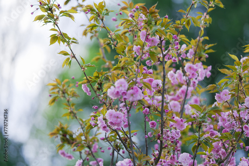 Obraz na płótnie Japanese cherry (Prunus Serrulata) in bloosom. Spectacular, pink, fine flowers in the springtime. Green, fresh, new leaves. Nature coming to life. Blurred background. Silesian Park, Chorzow, Poland. w salonie