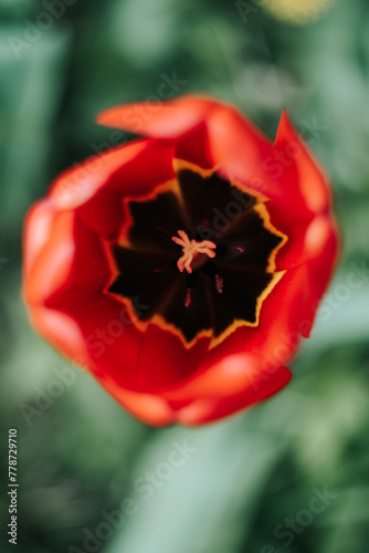 Red tulip bud. Red tulip top view. First spring flowers. Photo with bokeh effect