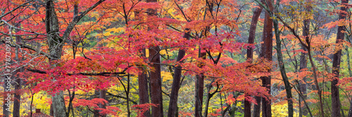 Red maple leaves in the forest during autumn season