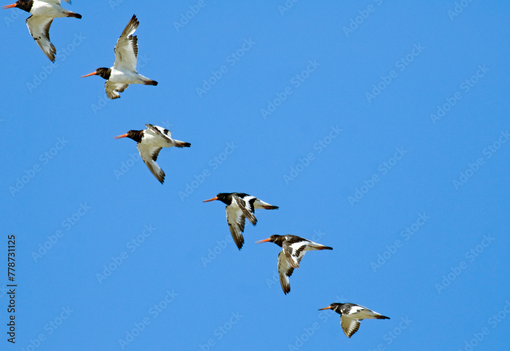 Huîtrier pie, .Haematopus ostralegus , Eurasian Oystercatcher