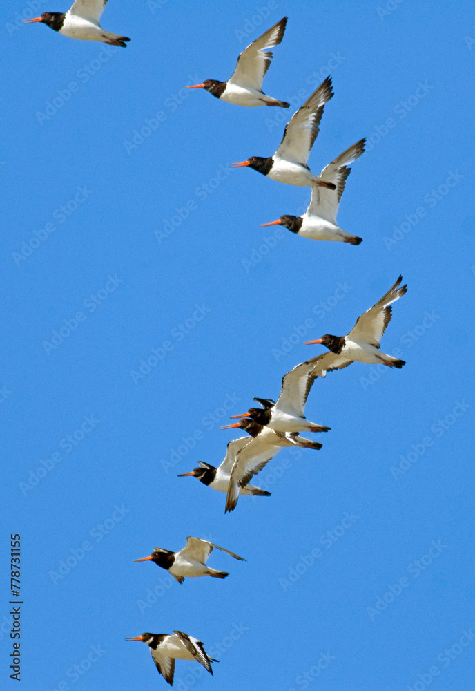 Obraz premium Huîtrier pie, .Haematopus ostralegus , Eurasian Oystercatcher