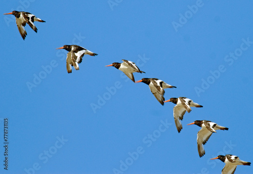 Tableau sur toile Huîtrier pie, .Haematopus ostralegus , Eurasian Oystercatcher
