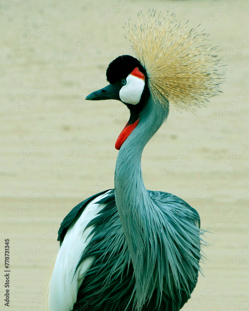 Naklejka premium grey crowned crane, also known as the African crowned crane, golden crested crane in close up