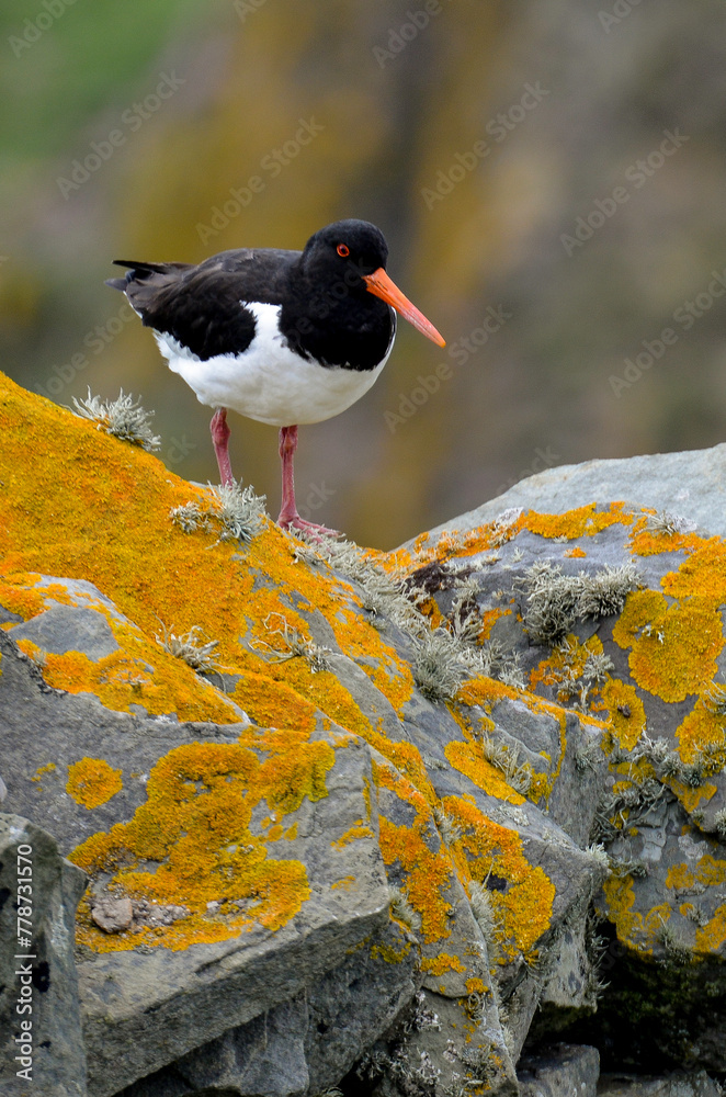 Fototapeta premium Huîtrier pie, .Haematopus ostralegus , Eurasian Oystercatcher