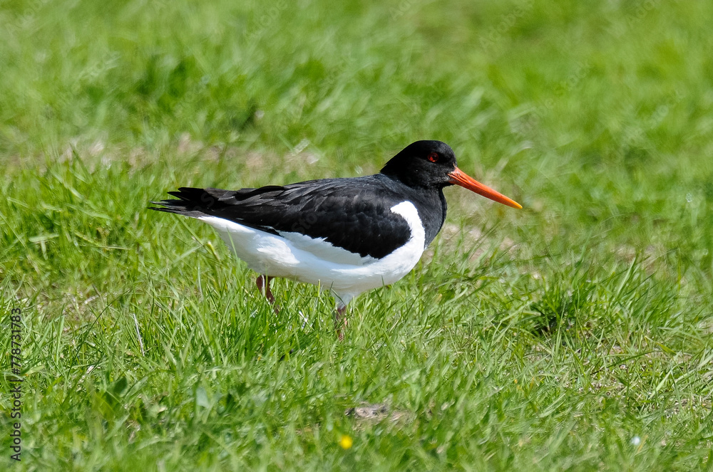 Huîtrier pie, .Haematopus ostralegus , Eurasian Oystercatcher Huîtrier pie, .Haematopus ostralegus , Eurasian Oystercatcher