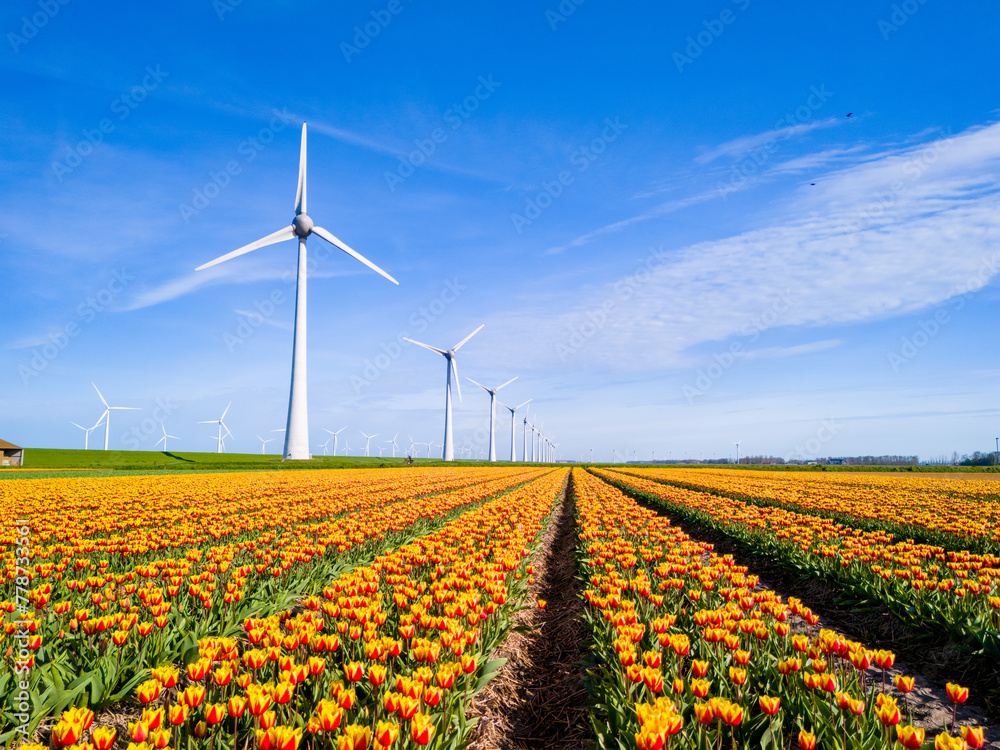 A vibrant field of tulips with majestic windmill turbines in the Netherlands