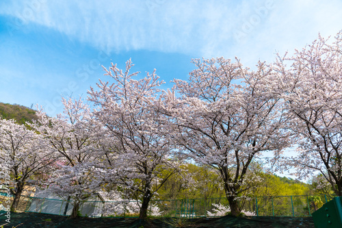青空に映える桜並木