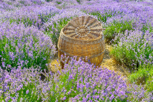 Basket on lavender field